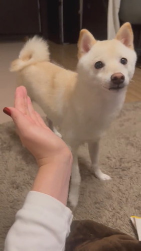 あご乗せわさびくん