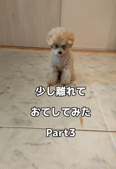 離れたところからお手に挑戦するトイプードル