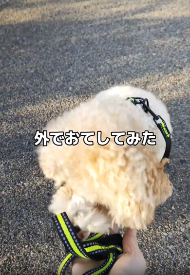 外でお手に挑戦するトイプードル