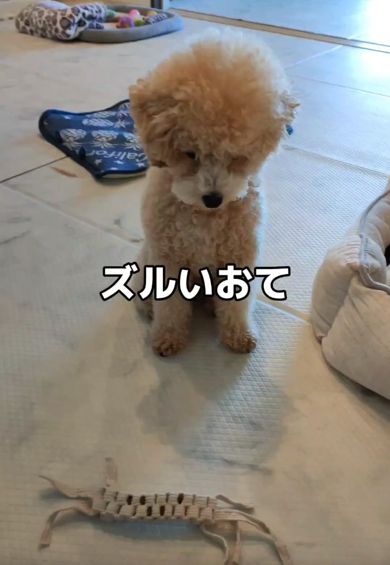 ズルいお手をするトイプードル