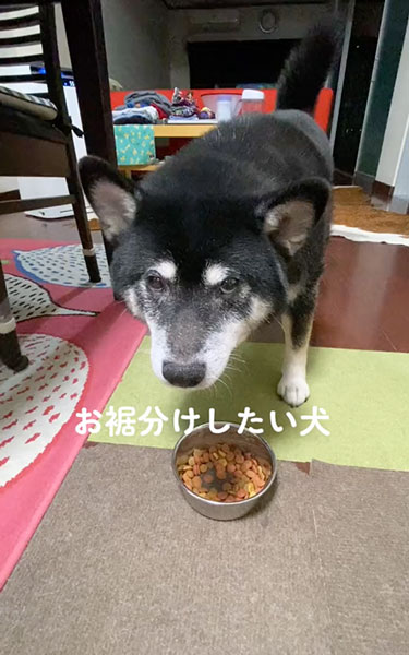 お裾分けしたい兄ワンコ