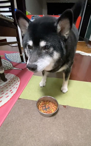 お裾分けしたい兄ワンコ