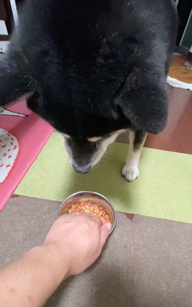 お裾分けしたい兄ワンコ