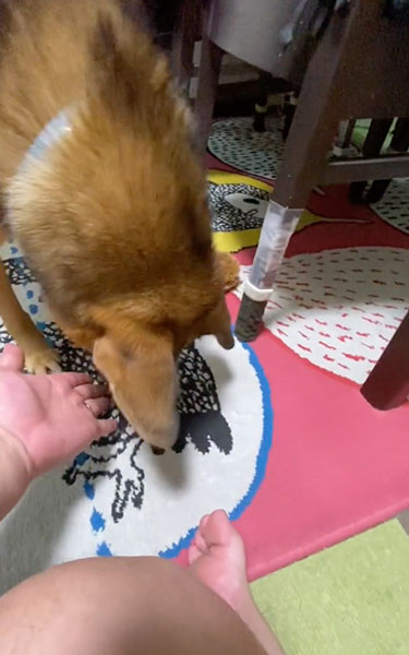 お裾分けしたい兄ワンコ