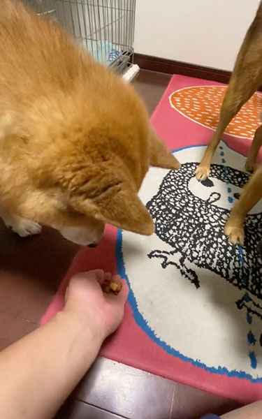 お裾分けしたい兄ワンコ