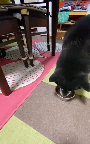 お裾分けしたい兄ワンコ