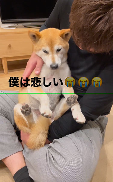 落ち込む柴犬