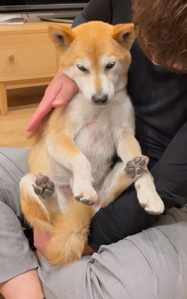 落ち込む柴犬
