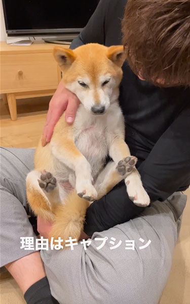 落ち込む柴犬