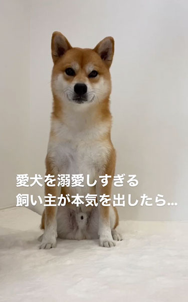 うちの子サイズのはかまを着る柴犬
