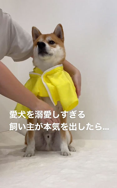 うちの子サイズのはかまを着る柴犬
