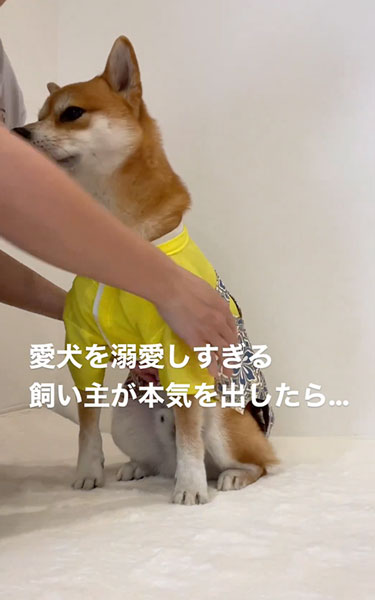 うちの子サイズのはかまを着る柴犬