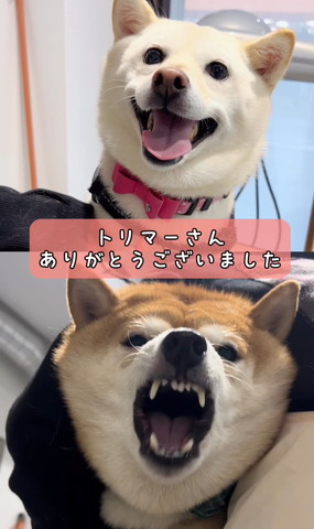 トリマーさんありがとうございました