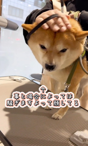 事と場合によっては騒ぎます