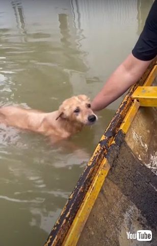 ワンコ救出の様子