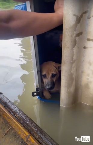 2匹目のワンコも救出