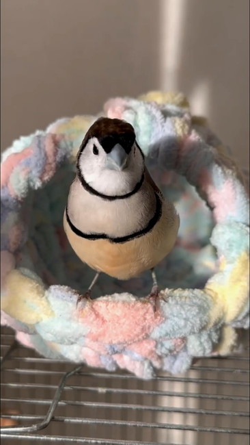 あめちゃんアップ