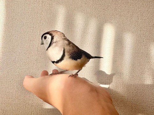 手乗りあめちゃん