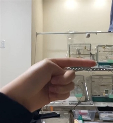 ミサイルのような文鳥