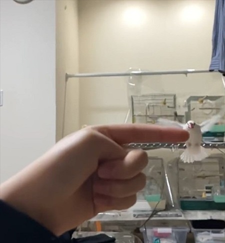 文鳥ミサイルにめちゃめちゃ避けられる