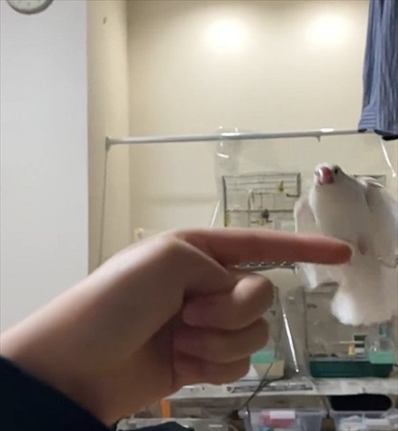 止まらない文鳥