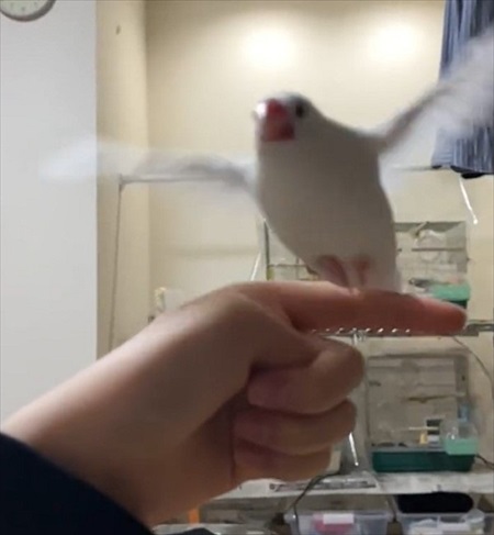 タッチする文鳥