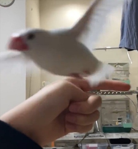方向転換する文鳥