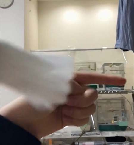 文鳥ミサイルにめちゃめちゃ避けられる