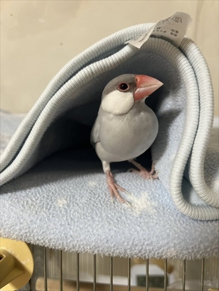 あたたかそうな文鳥