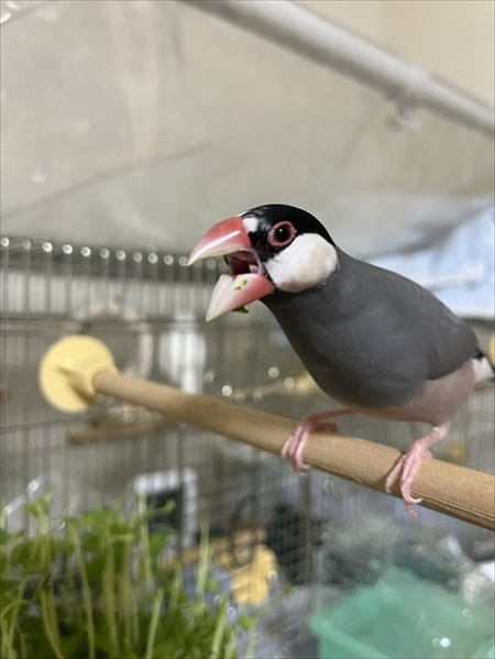 豆苗よこせの文鳥