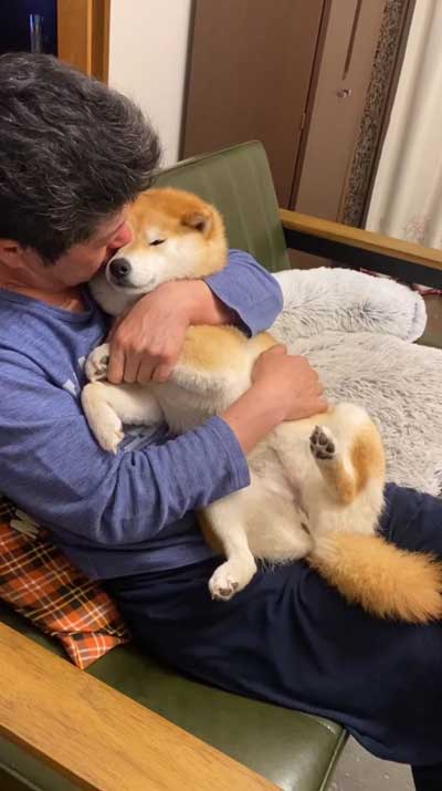 パパの抱っこで寝る柴犬