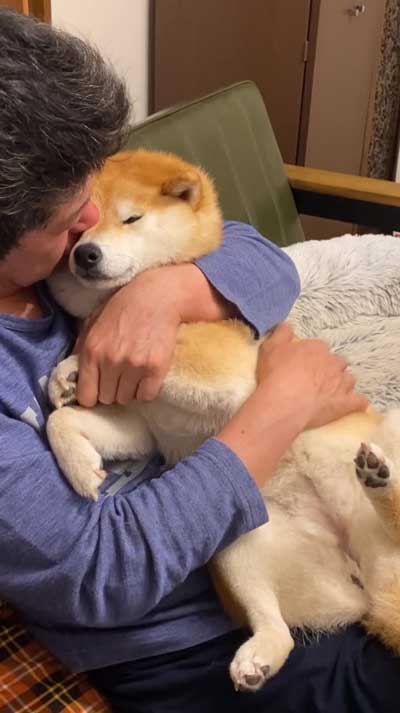 パパの抱っこで寝る柴犬