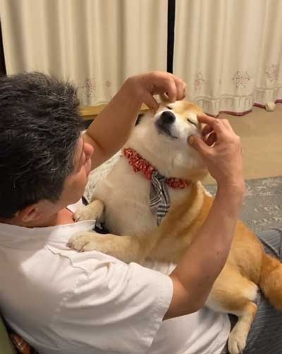 パパの抱っこで寝る柴犬