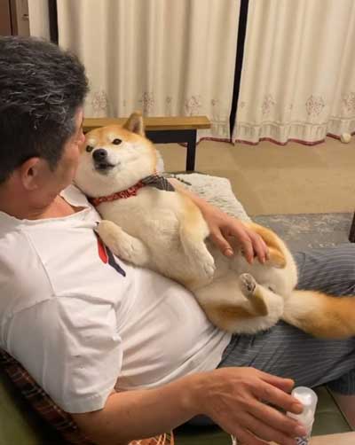 パパの抱っこで寝る柴犬