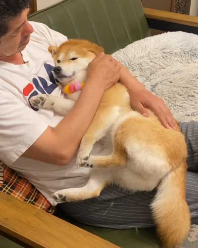 パパの抱っこで寝る柴犬