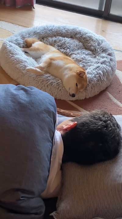 パパの抱っこで寝る柴犬