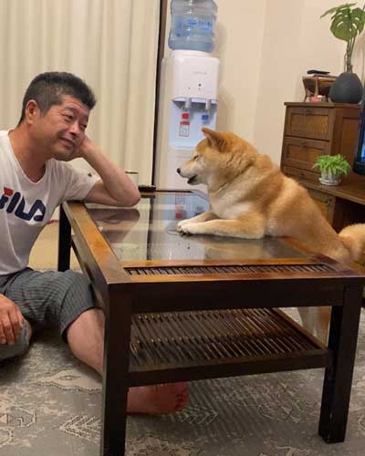 パパの抱っこで寝る柴犬