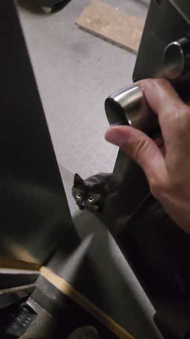 黒猫親子の保護