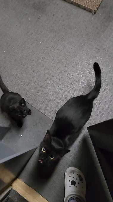 黒猫親子の保護