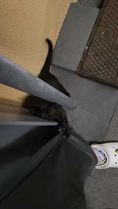 黒猫親子の保護