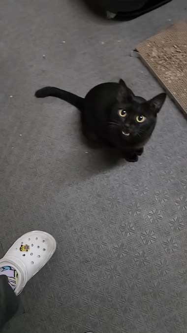 保護 野良猫 玄関 待っていた 黒猫 母子 親子 子猫 家猫