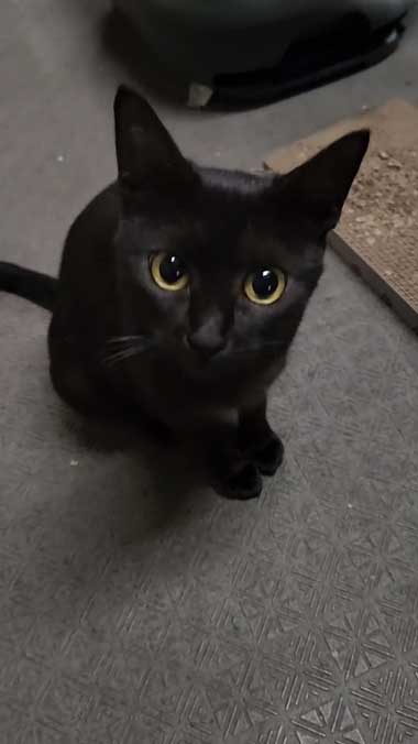 黒猫親子の保護