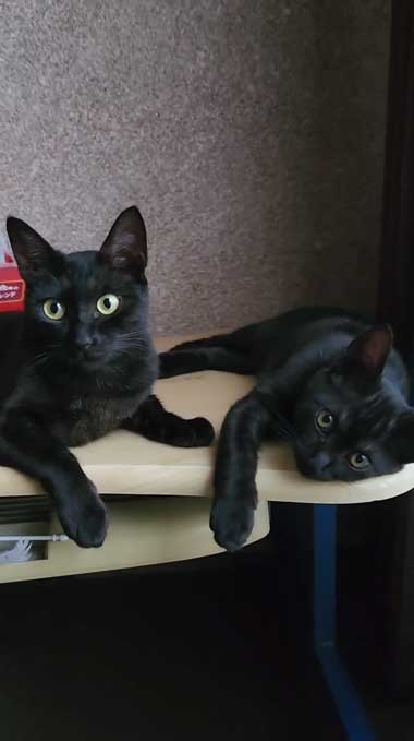 黒猫親子の保護