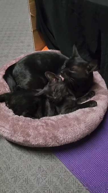 黒猫親子の保護