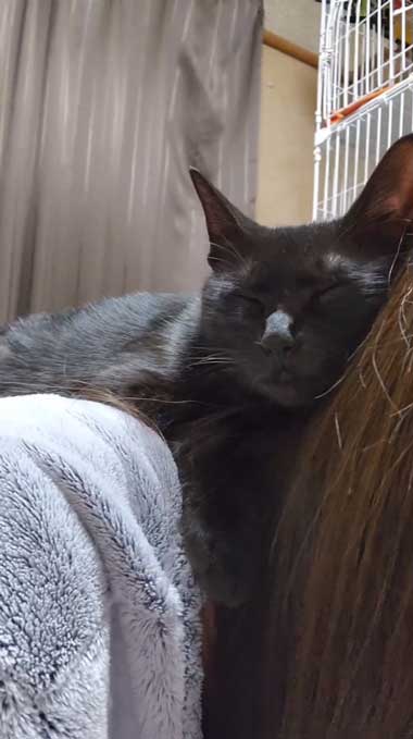 黒猫親子の保護