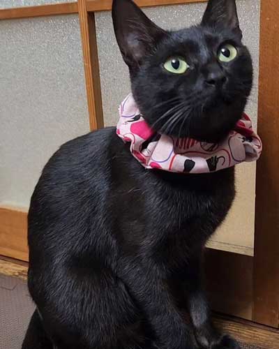 黒猫親子の保護