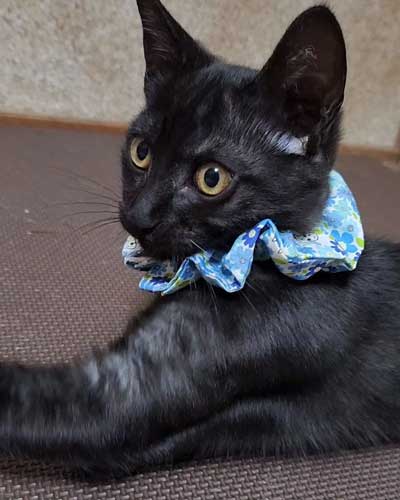 黒猫親子の保護