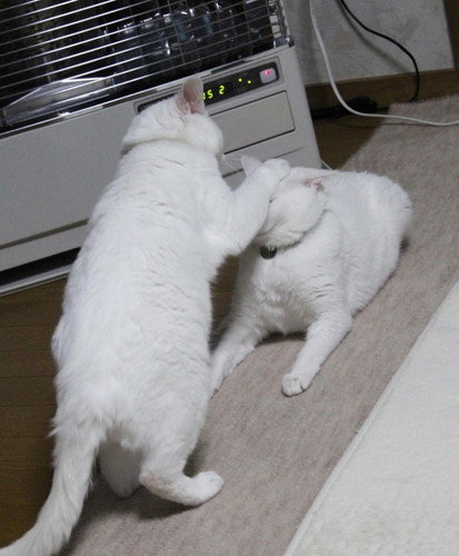 猫2匹のストーブ前のベスポジ争い