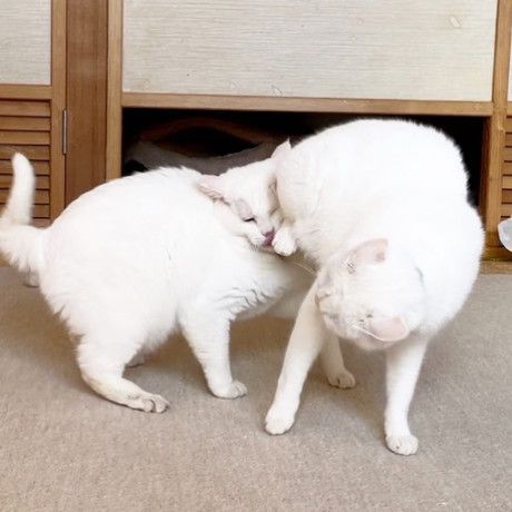 ぷーさんとリリーちゃん