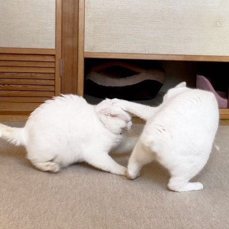 ぷーさんとリリーちゃん